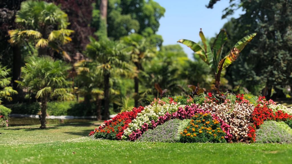 Massif de fleurs