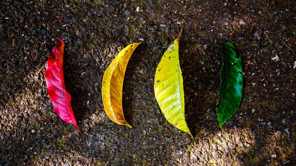 Feuilles d'arbres colorées