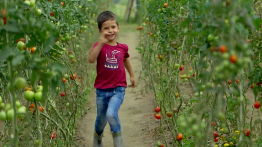 Au milieu des tomates