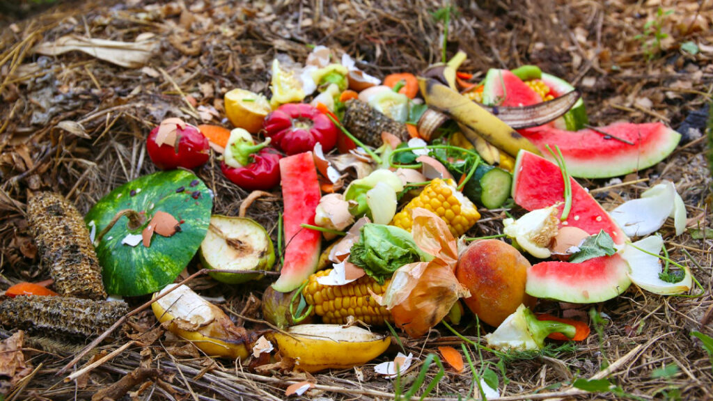 végétaux dans compost