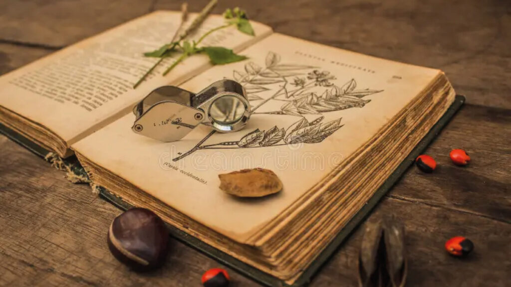 Des racines & des feuilles.
Cycle de conférences, du 28 février au 14 mars.