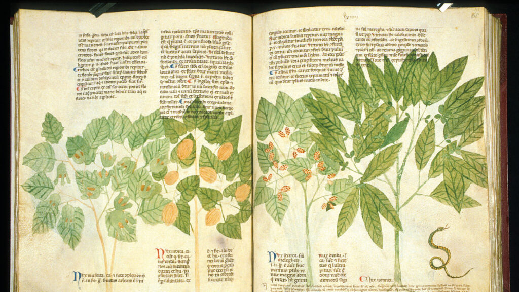 Des racines & des feuilles.
Cycle de conférences, du 28 février au 14 mars.