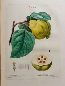 Des racines & des feuilles.
Cycle de conférences, du 28 février au 14 mars.