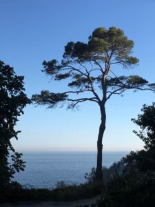 Des racines & des feuilles.
Cycle de conférences, du 28 février au 14 mars.